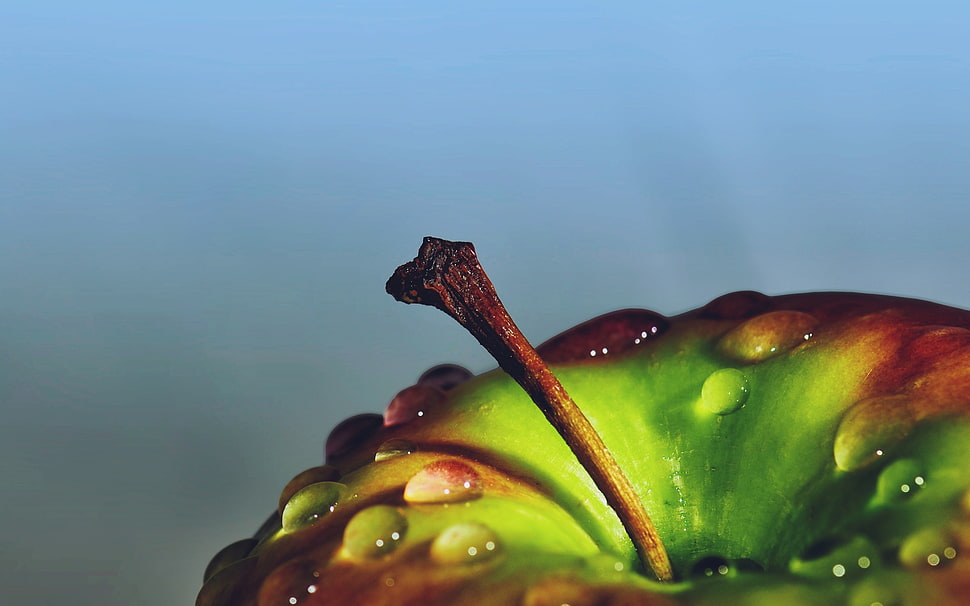 green and red fruit HD wallpaper